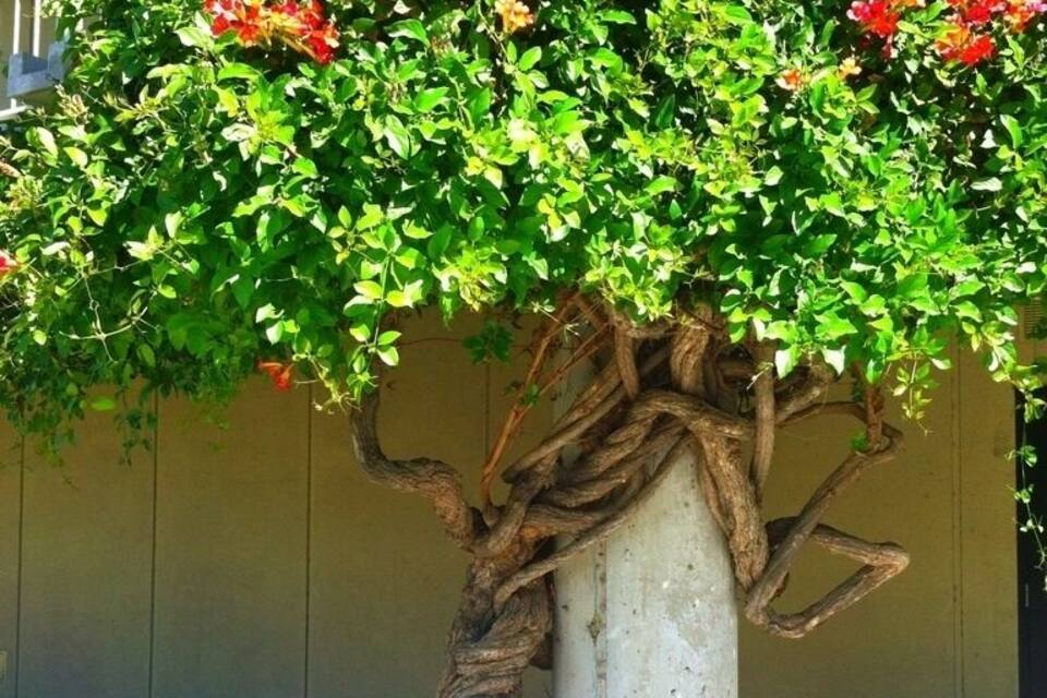Un bonsái con flores rojas y un tronco grueso frente a una pared de un edificio.
