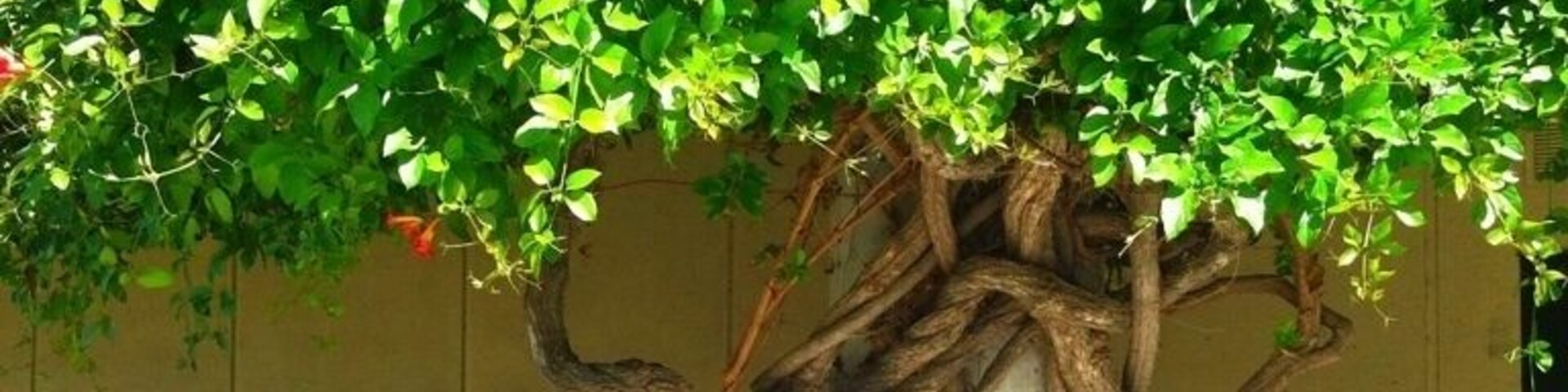 Nothing like seeing nature while at school! This beautiful little tree is by the math/science building at golden west college in Huntington Beach #treetrove