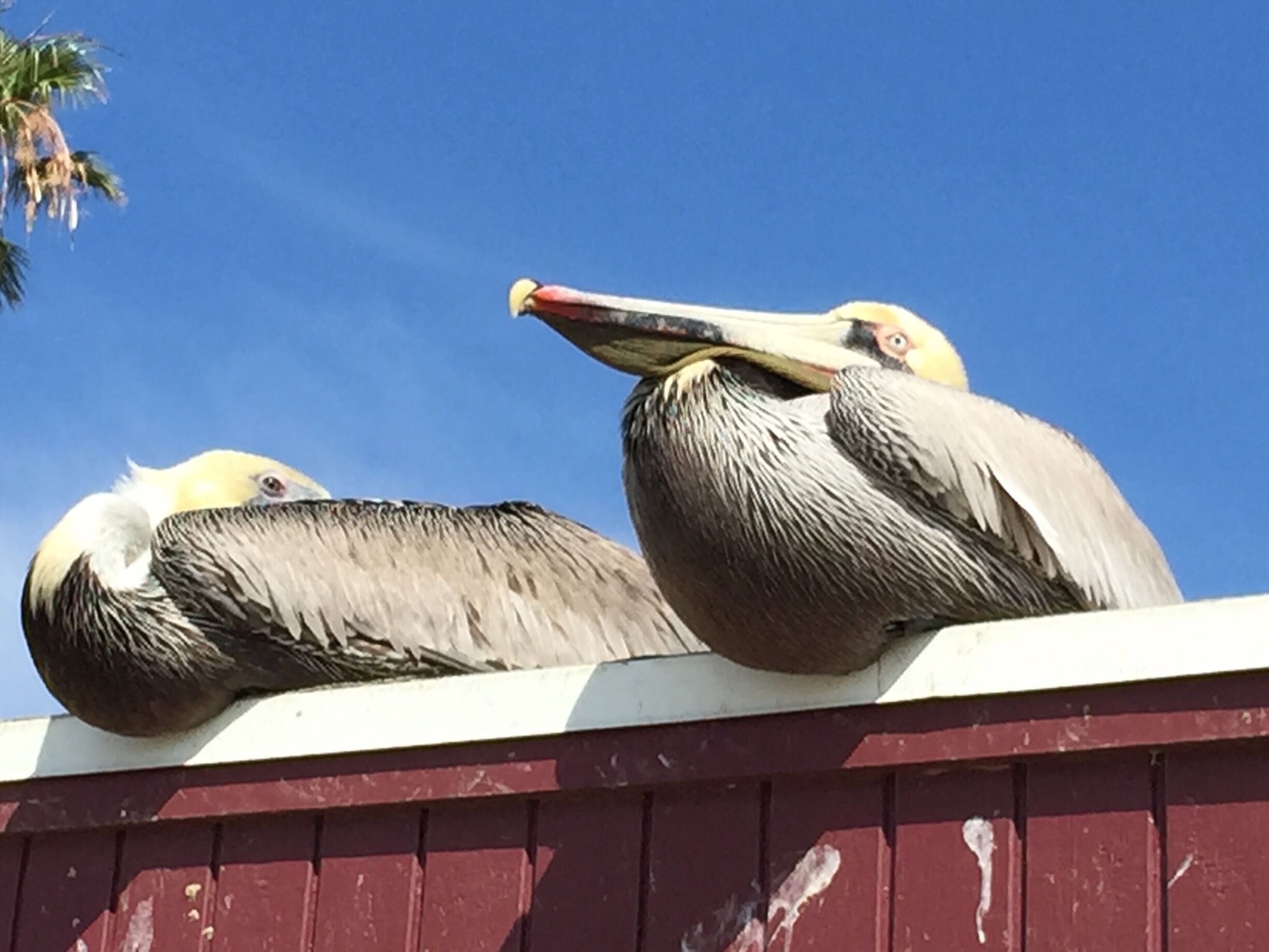 Can hold more in its beak than its belly can 😂 #BVSBlue Photo