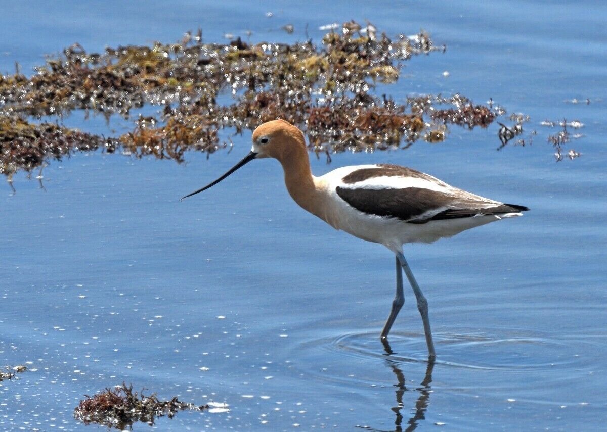 An avocet in breeding plumage at one of the best birding locations in California.