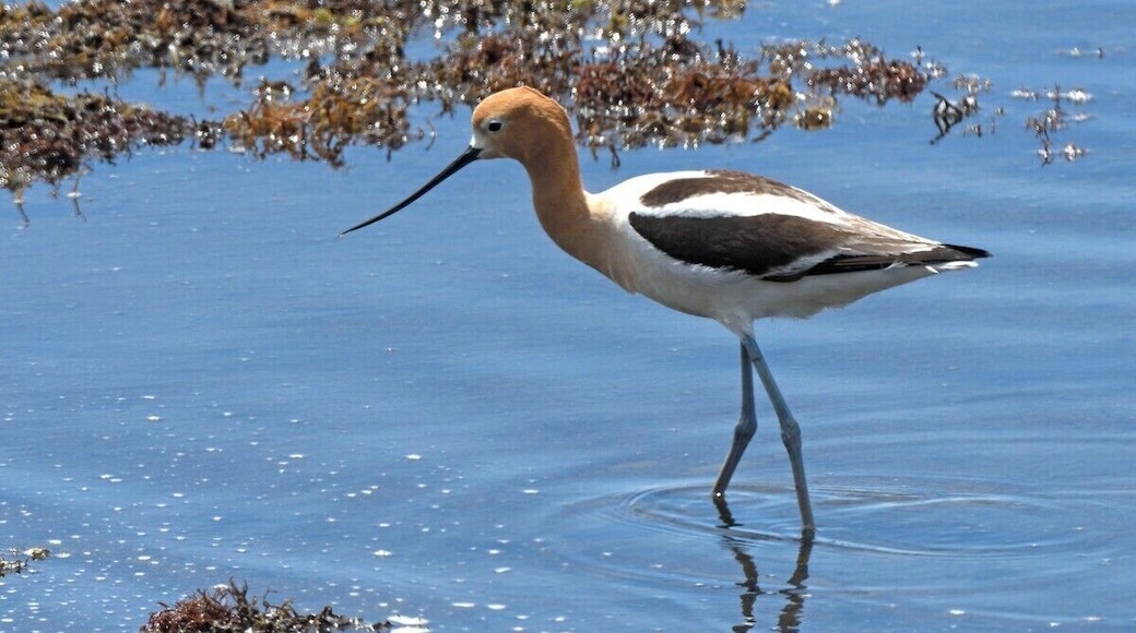 An avocet in breeding plumage at one of the best birding locations in California.