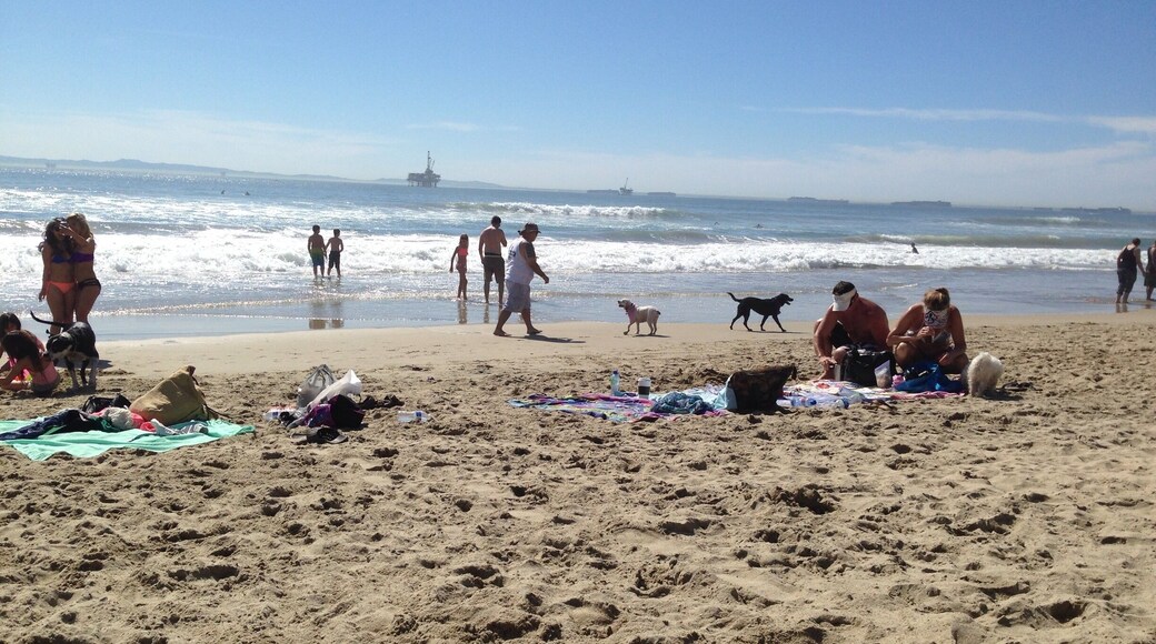 Had a amazing time with my dogs.