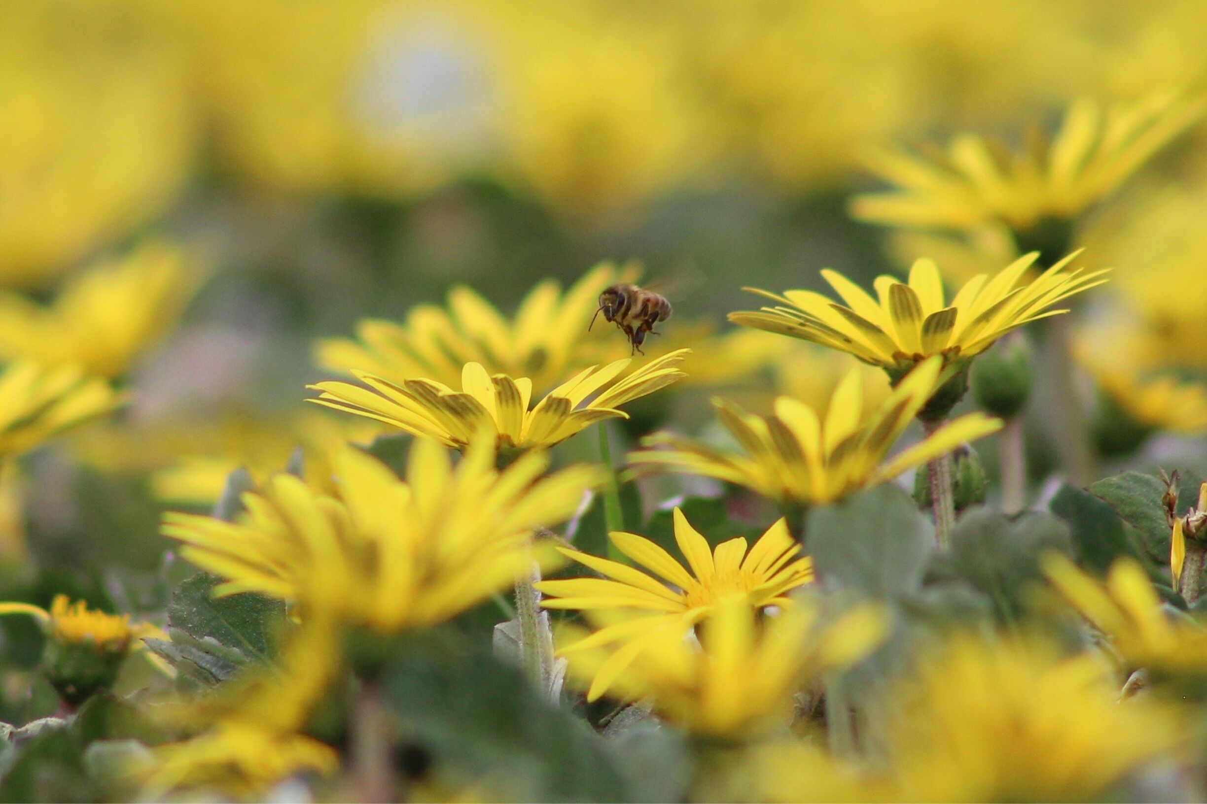 Getting low into the fields of flowers behind the library.