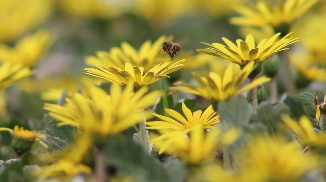 Getting low into the fields of flowers behind the library.