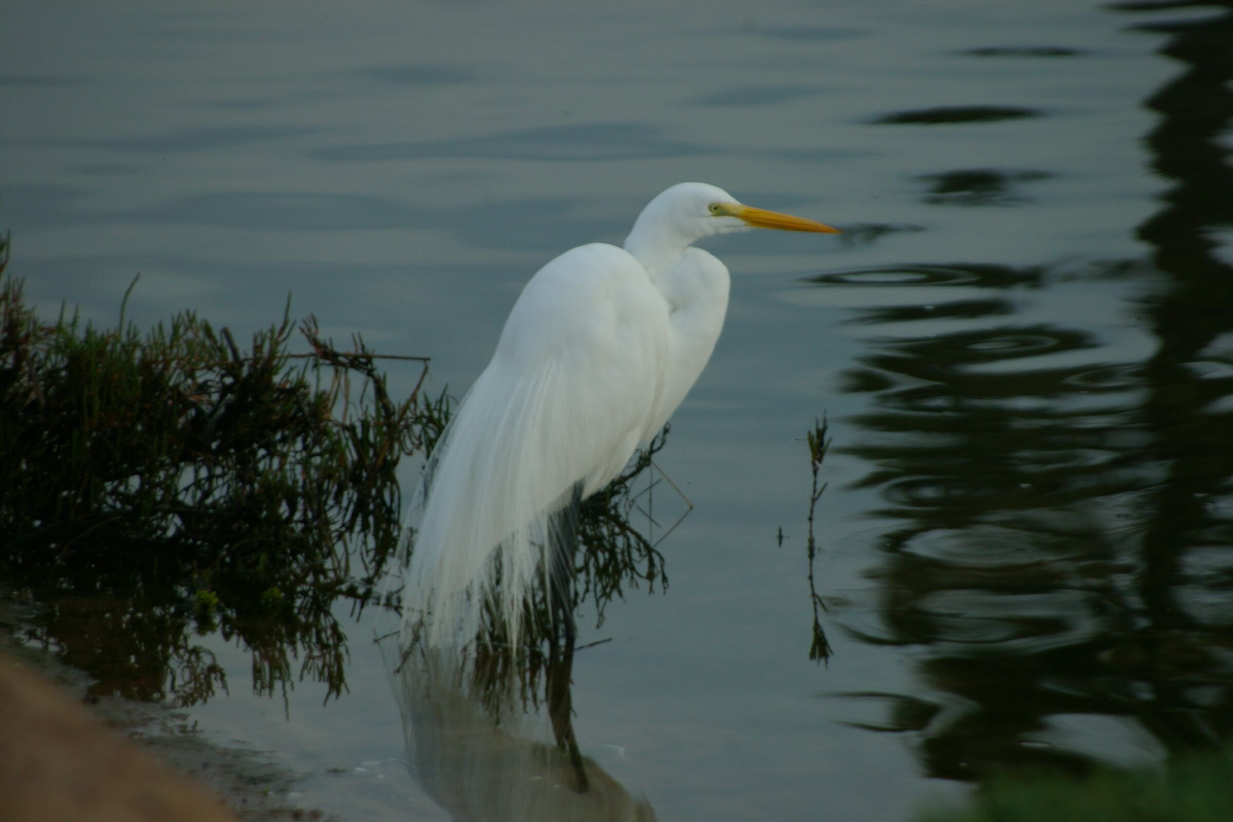 Great Egret in breeding plumage. #OnTheRoad
