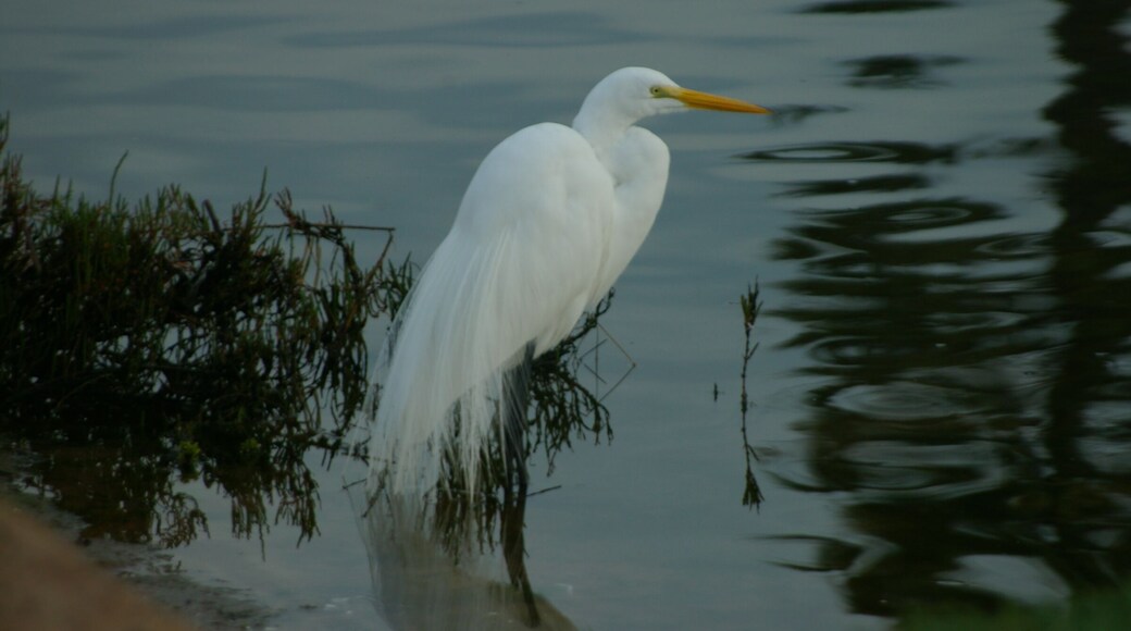 Great Egret in breeding plumage. #OnTheRoad