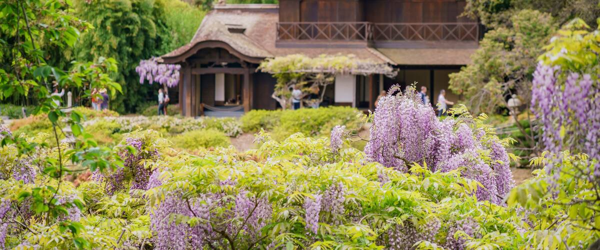 Wisteria blossom in Japanese Garden of Huntington Library