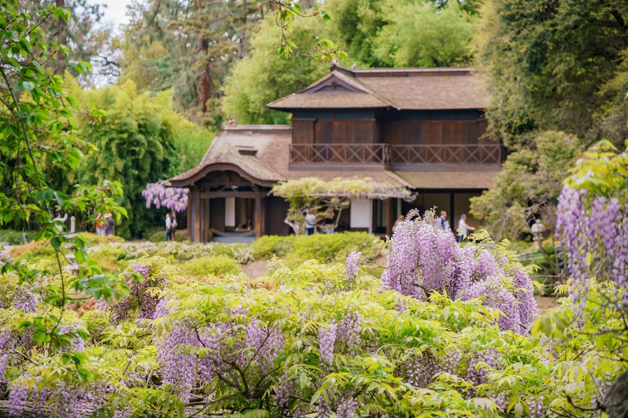 Wisteria blossom in Japanese Garden of Huntington Library