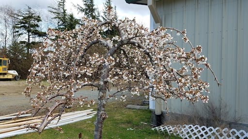 Great heated pool in Craig Alaska. This little cherry tree is a welcoming Spring .