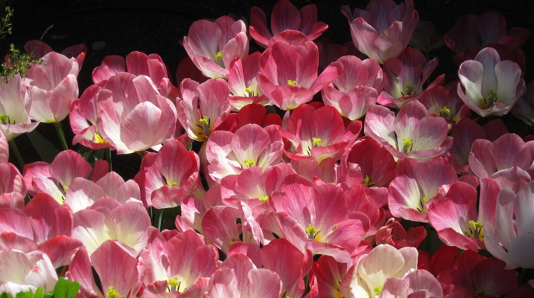 The gardens are a ten minute drive from either Winston Salem, Greensboro or High Point.