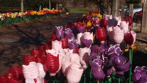 Volunteers have created a massive lighted tulip garden from used water botels. Lit at night.