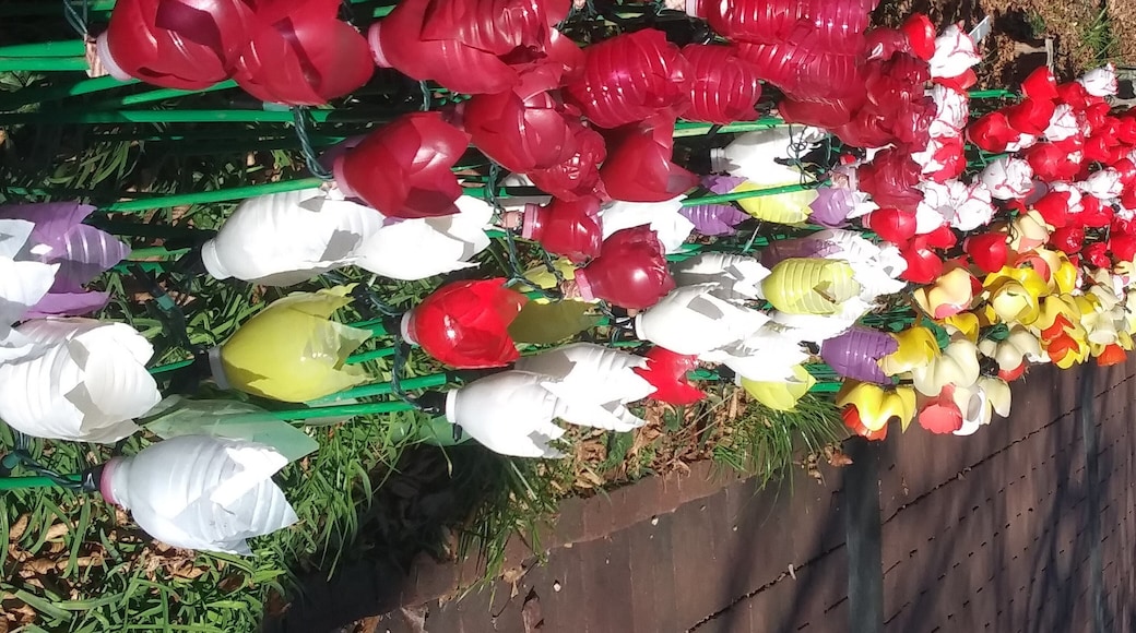 Another view of the holiday lighted tuips, made from water bottles.