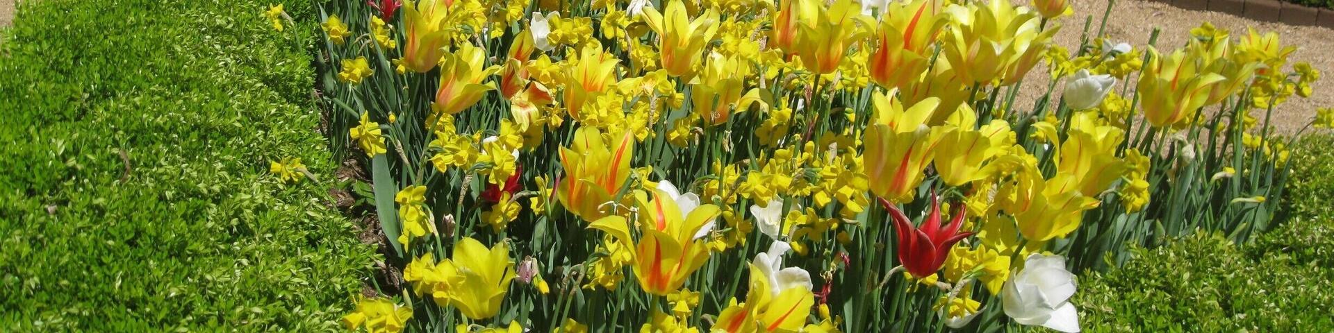 A garden with yellow and white tulips, green hedges, and a gravel path.
