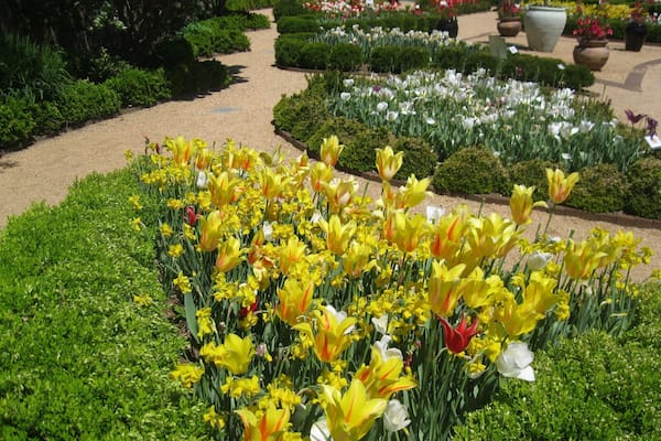 A garden with yellow and white tulips, green hedges, and a gravel path.