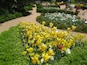 Ein Garten mit gelben und weißen Tulpen, grünen Hecken und einem Kiesweg.