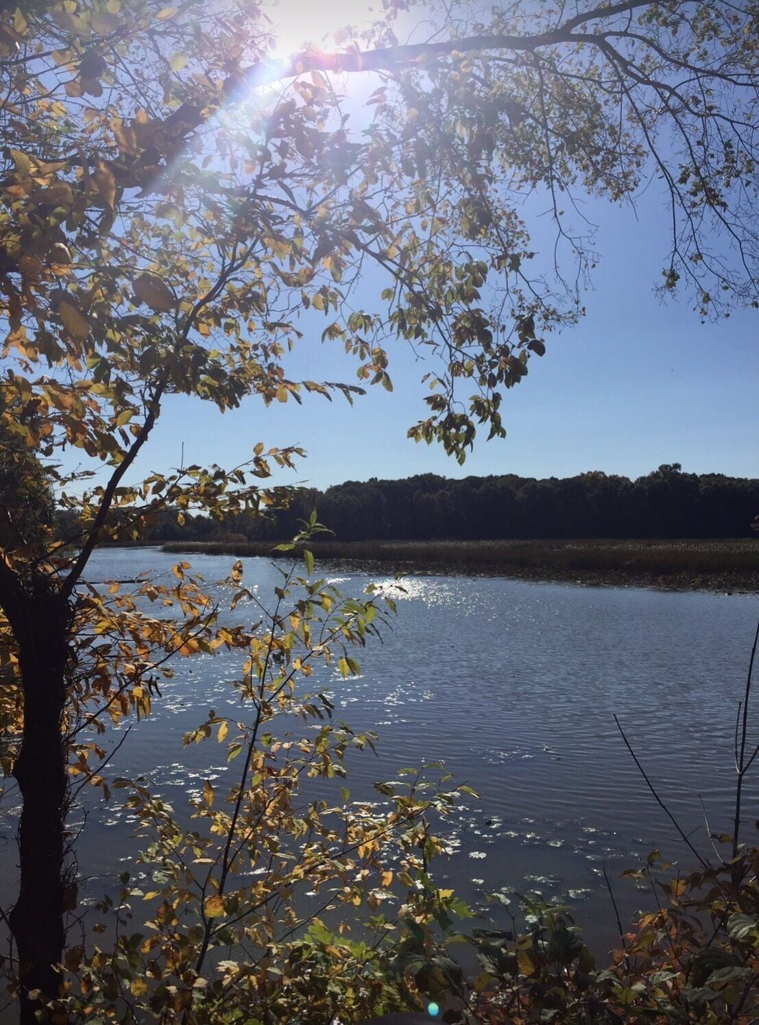 Love to visit Old Woman Creek...I never know what new discovery I will make...