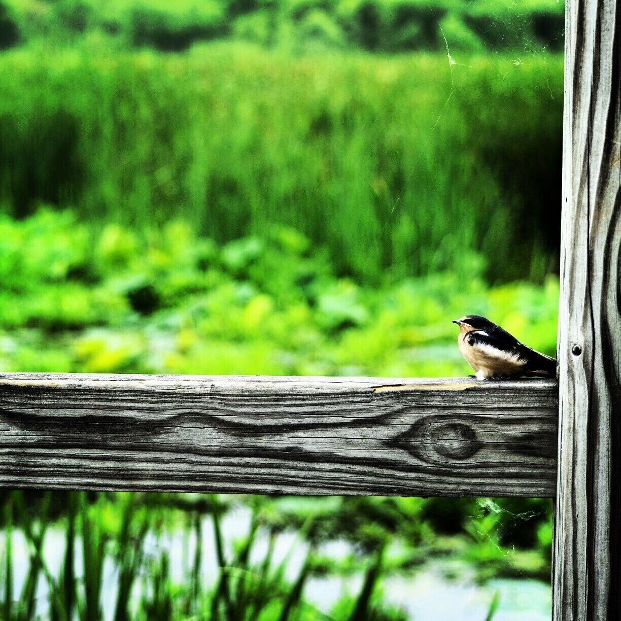 Shedon's Marsh in Huron, Ohio is a great spot for checking out the local fowl and short to mid-range hikes through the marshlands.  Walk a little longer and you'll end up the shores of Lake Erie at a nice little beach called Sheldon's Folly. 