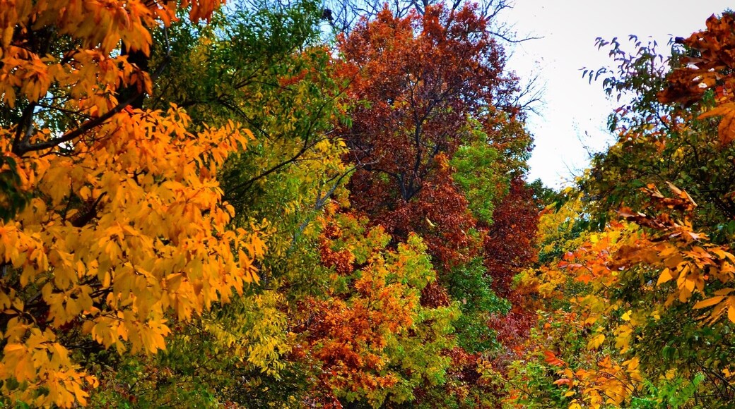 Wonderful marsh area with a paved trail, perfect for scoping fall colors. #WeekendGetaway #Colorful