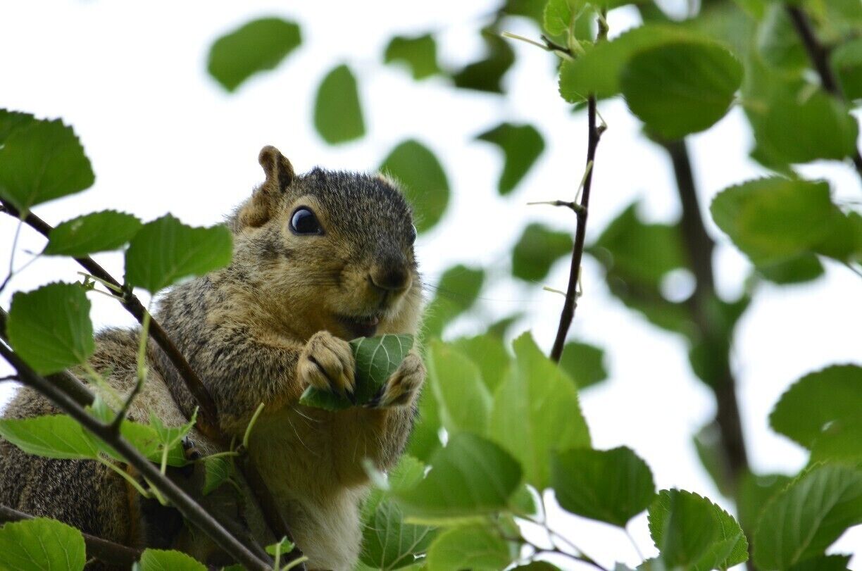Found little guy along the paved path that leads down the to beach.  Great place to discover all sorts of forest creatures. 