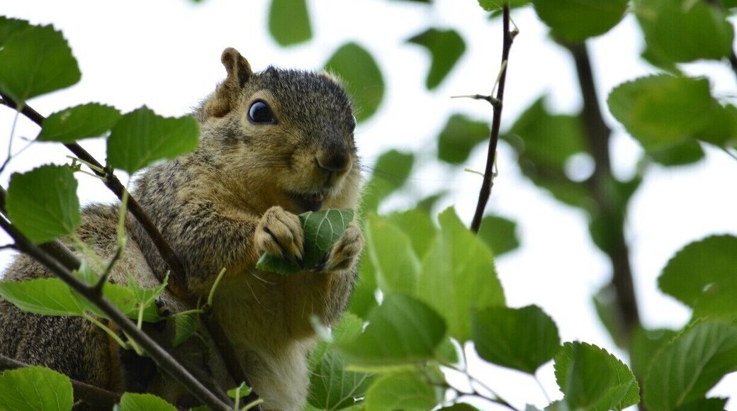 Found little guy along the paved path that leads down the to beach. Great place to discover all sorts of forest creatures.