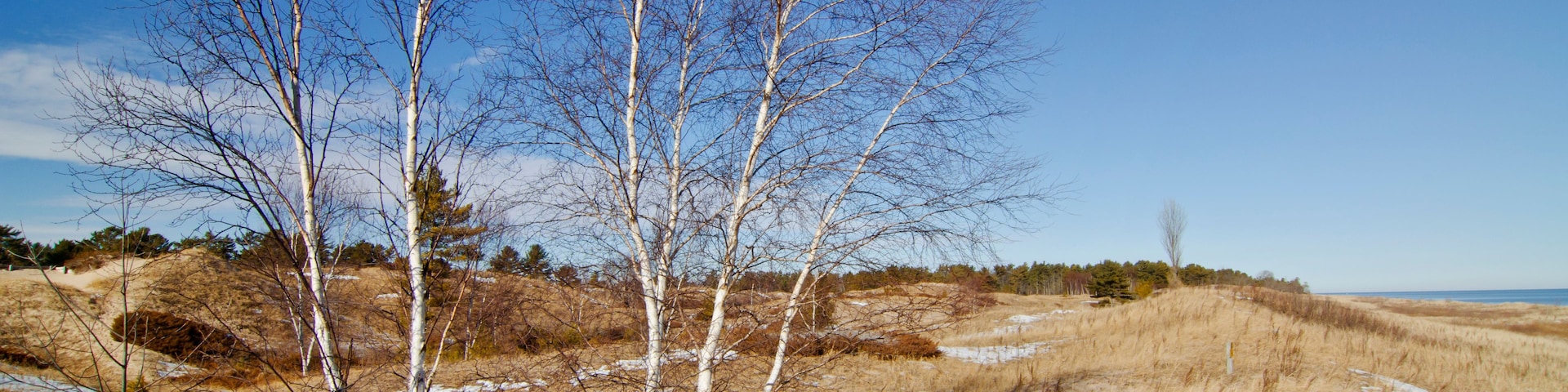 A landscape with birch trees, a clear blue sky, and a distant horizon.