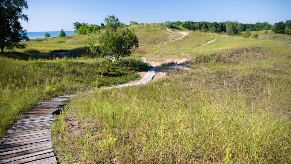 A wooden boardwalk winding through a grassy landscape with trees and a clear sky.