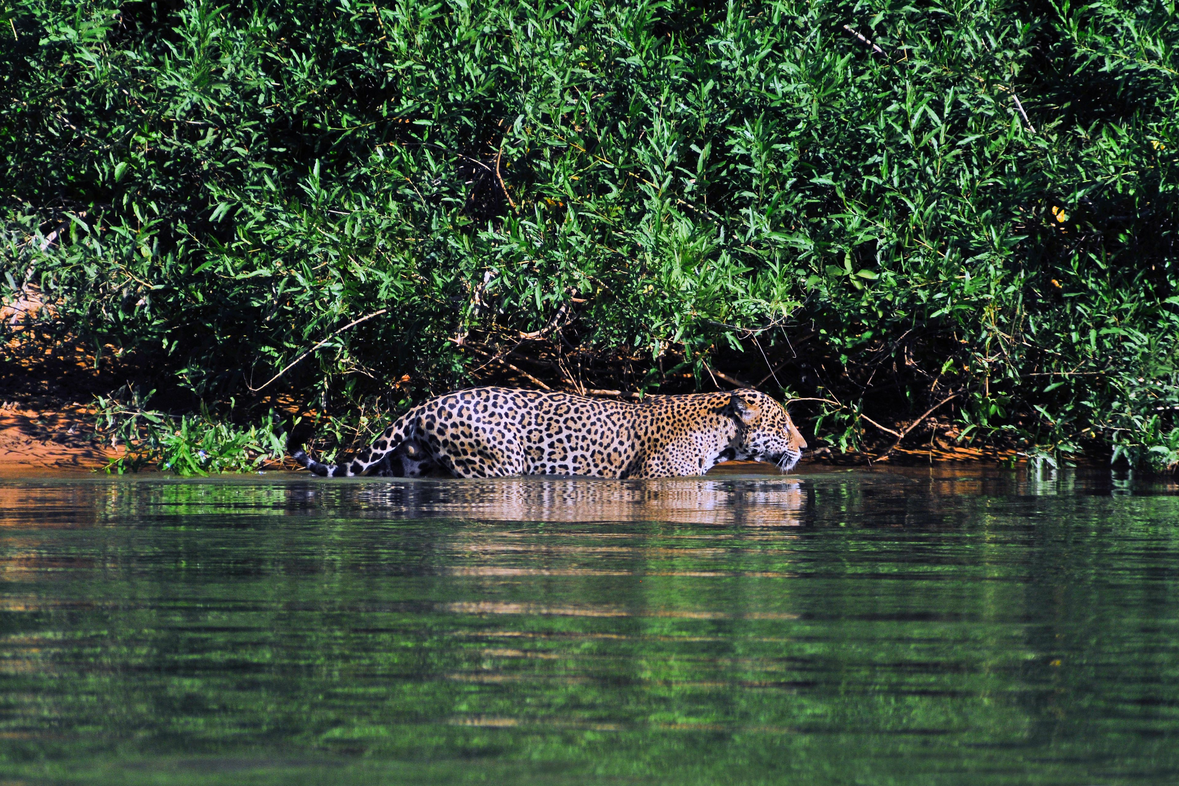 Onça pintada, Panthera onca palustris, as margens do rio Cuiabá no Pantanal matogrossense..