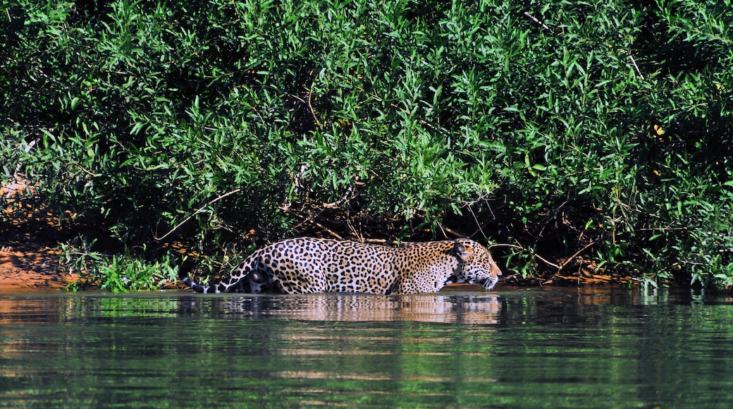 Onça pintada, Panthera onca palustris, as margens do rio Cuiabá no Pantanal matogrossense..
