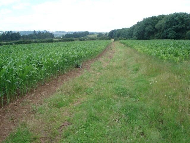 Maize field at Lower Barn Looking north-west from near the house.