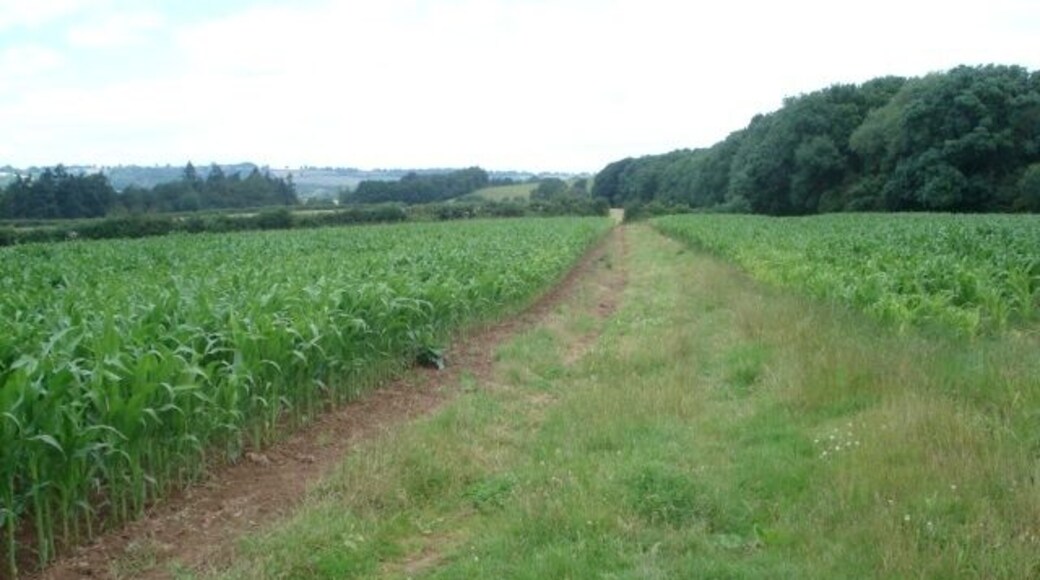 Maize field at Lower Barn Looking north-west from near the house.
