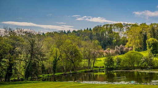Un lago sereno rodeado de exuberante vegetación y árboles.