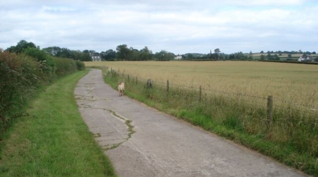 Farm track near Upper House Farm The field on the right is an oat crop which seems to be organic because there are no tell-tale sprayer tracks in the field. Wolferlow church spire is just visible on the horizon.