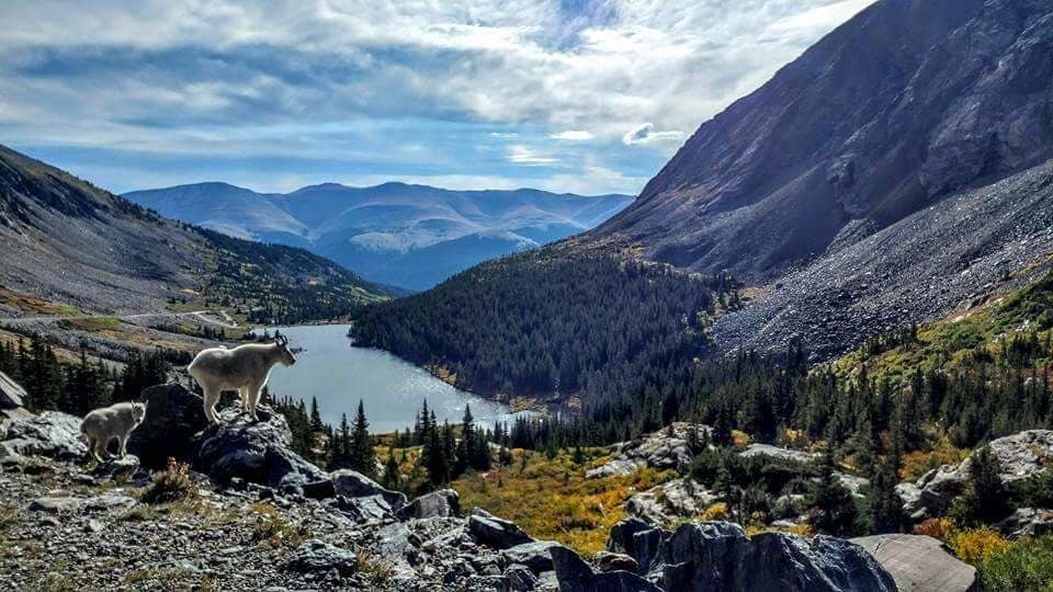 Hiking 14ers and goats posin....no better weekend! #Adventure #Colorado #thinair