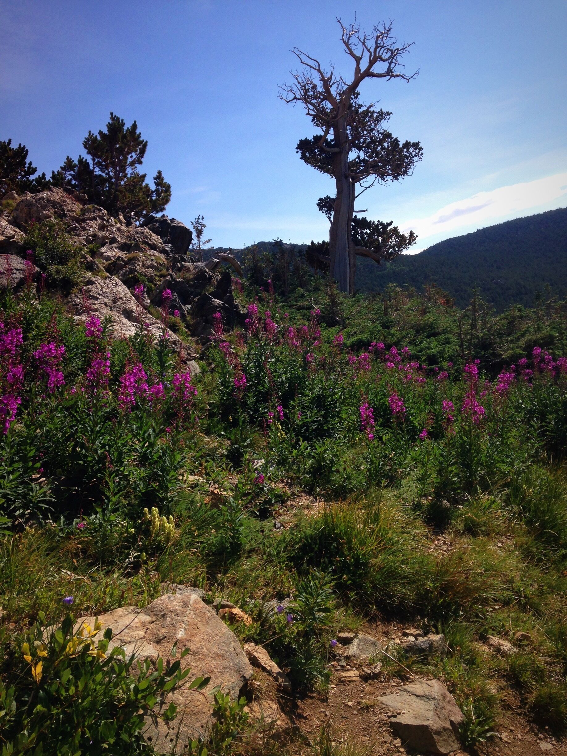 A rocky hillside with purple flowers and a prominent tree.