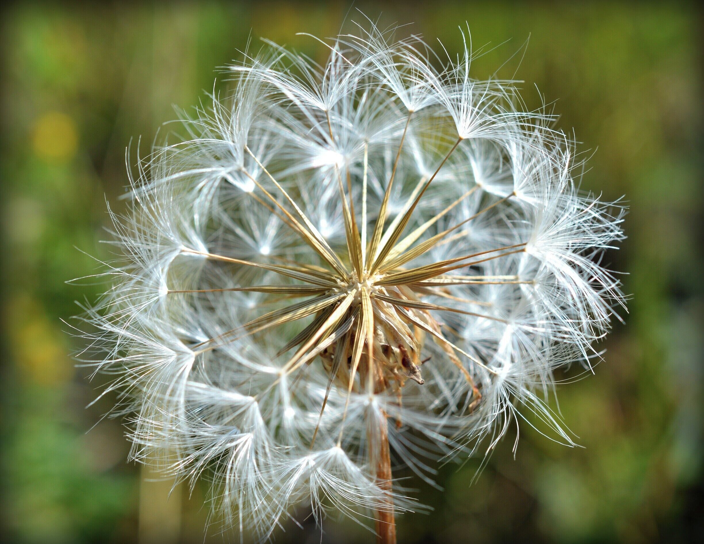 Idaho Springs has some gorgeous hiking trails, many of which are scattered with wildflowers and hungry little bees. 