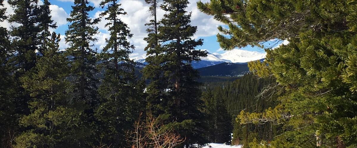 A dense forest of tall evergreen trees with a mountain range in the background under a partly cloudy sky.