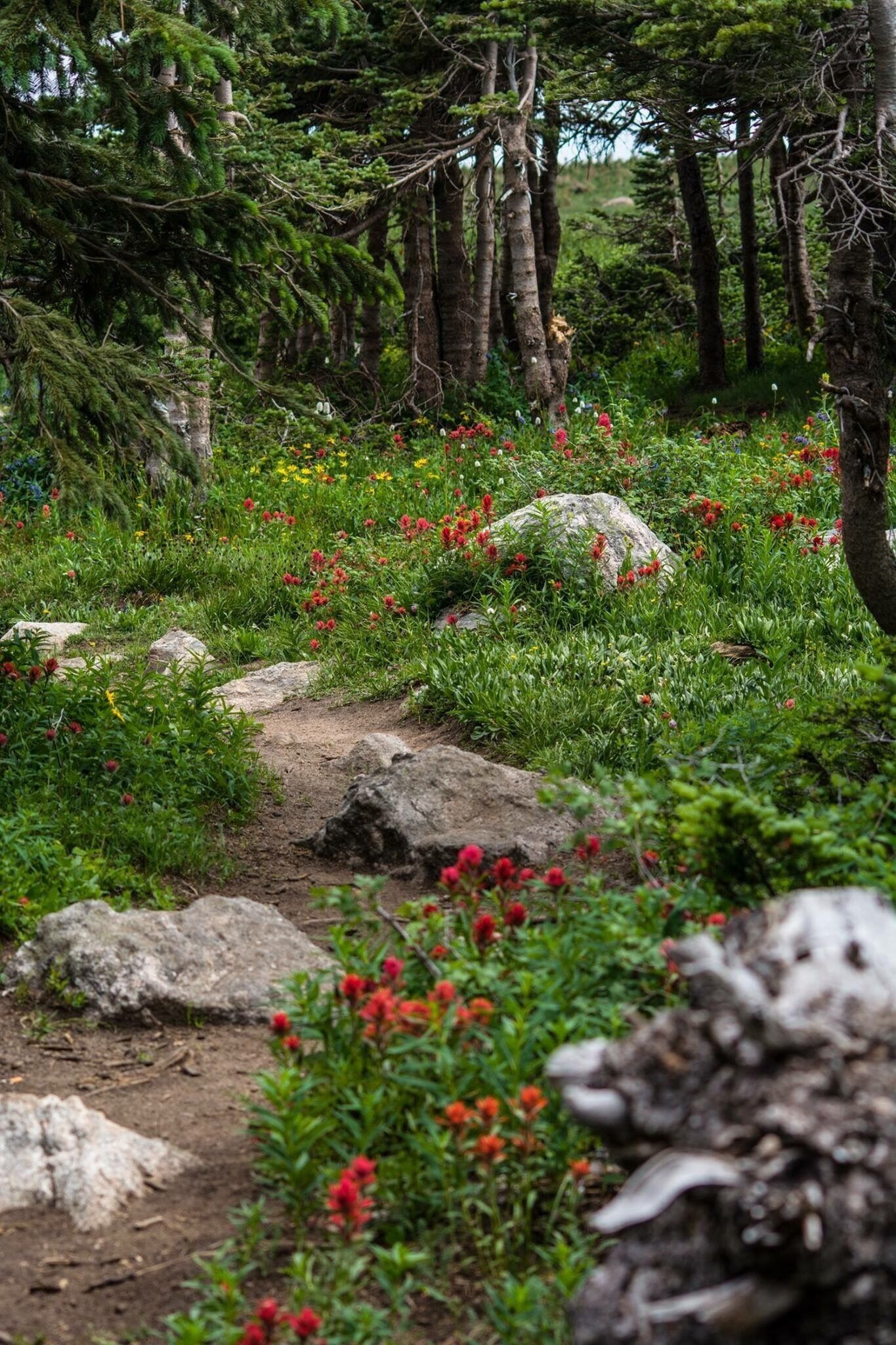 A forested trail with red flowers, rocks, and tall trees.