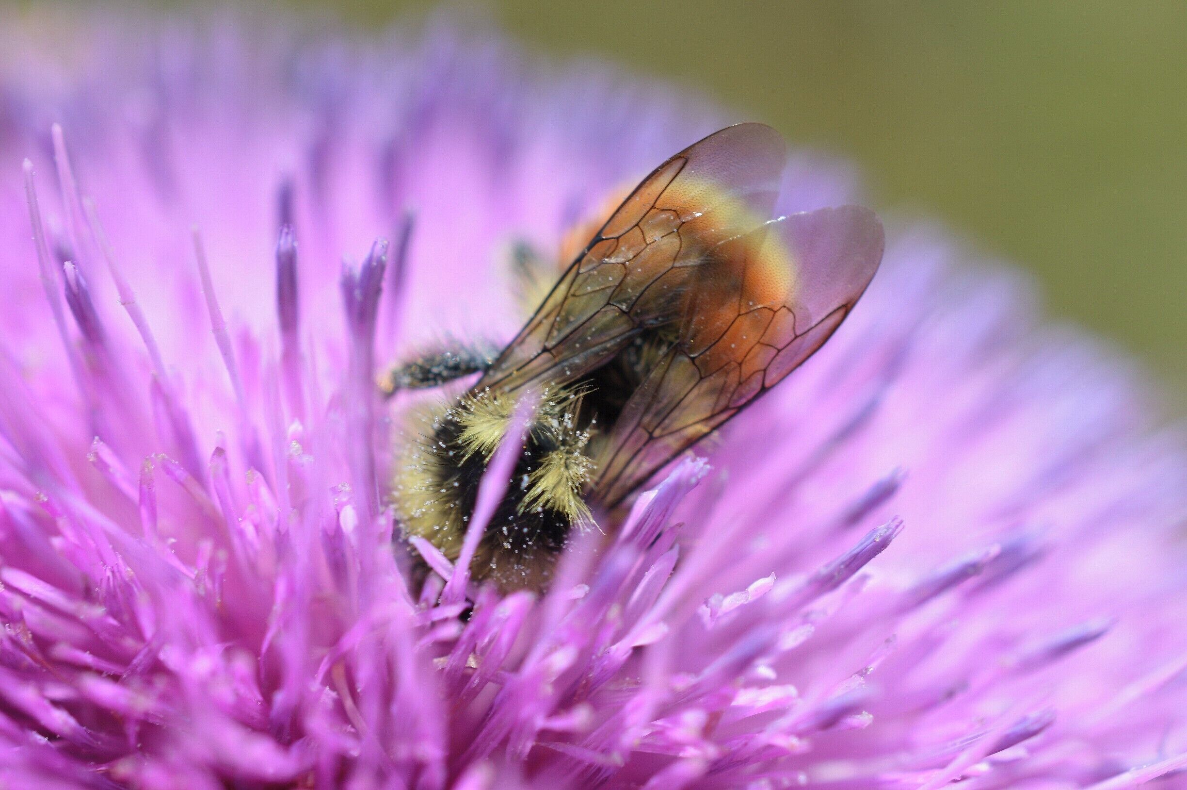 The adorable little fellas were so gluttonous that even after observing them for upwards of fifteen minutes, I didn't see their faces. 