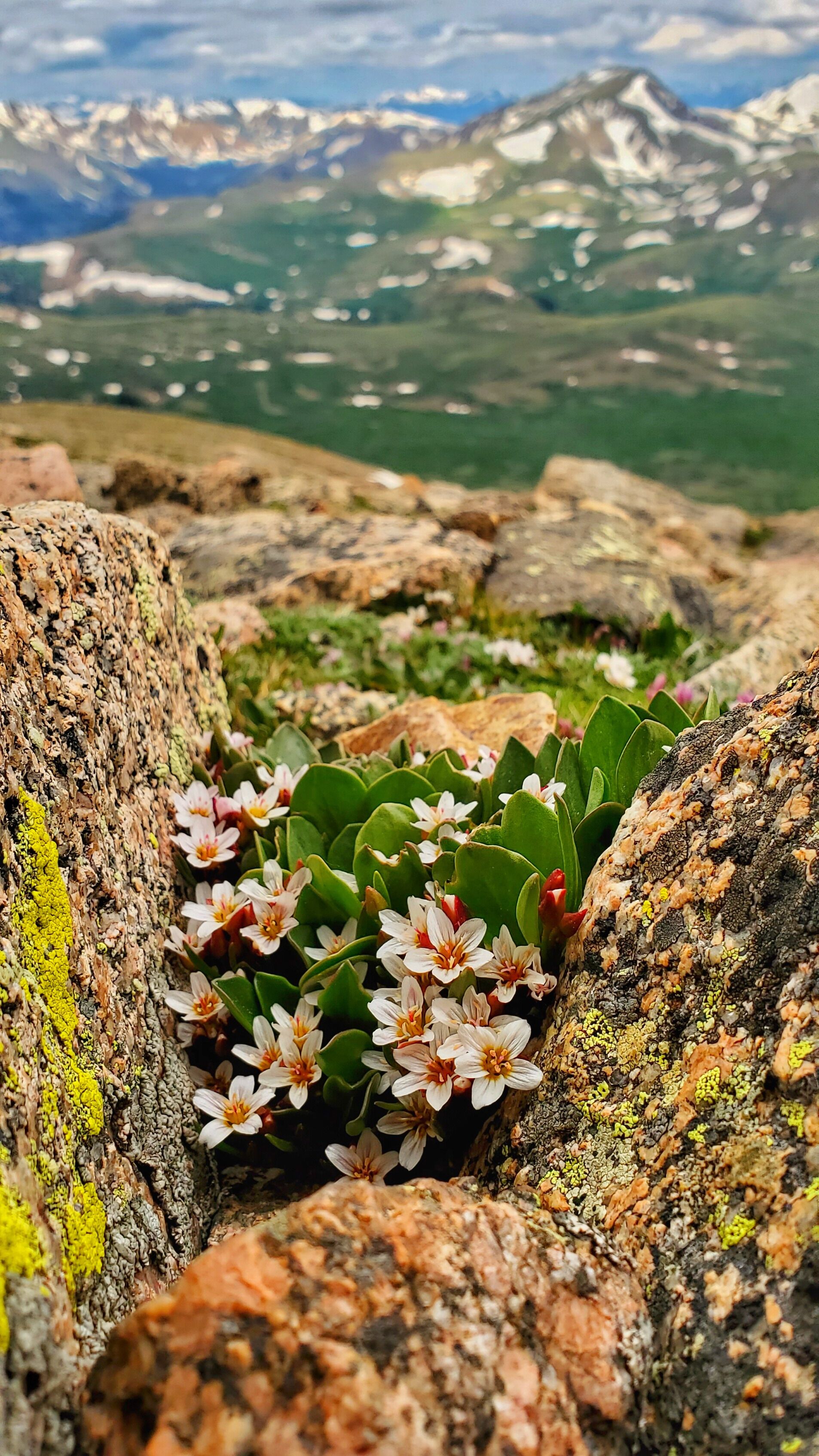 A rocky terrain with white flowers and green foliage, with a mountainous landscape in the background.