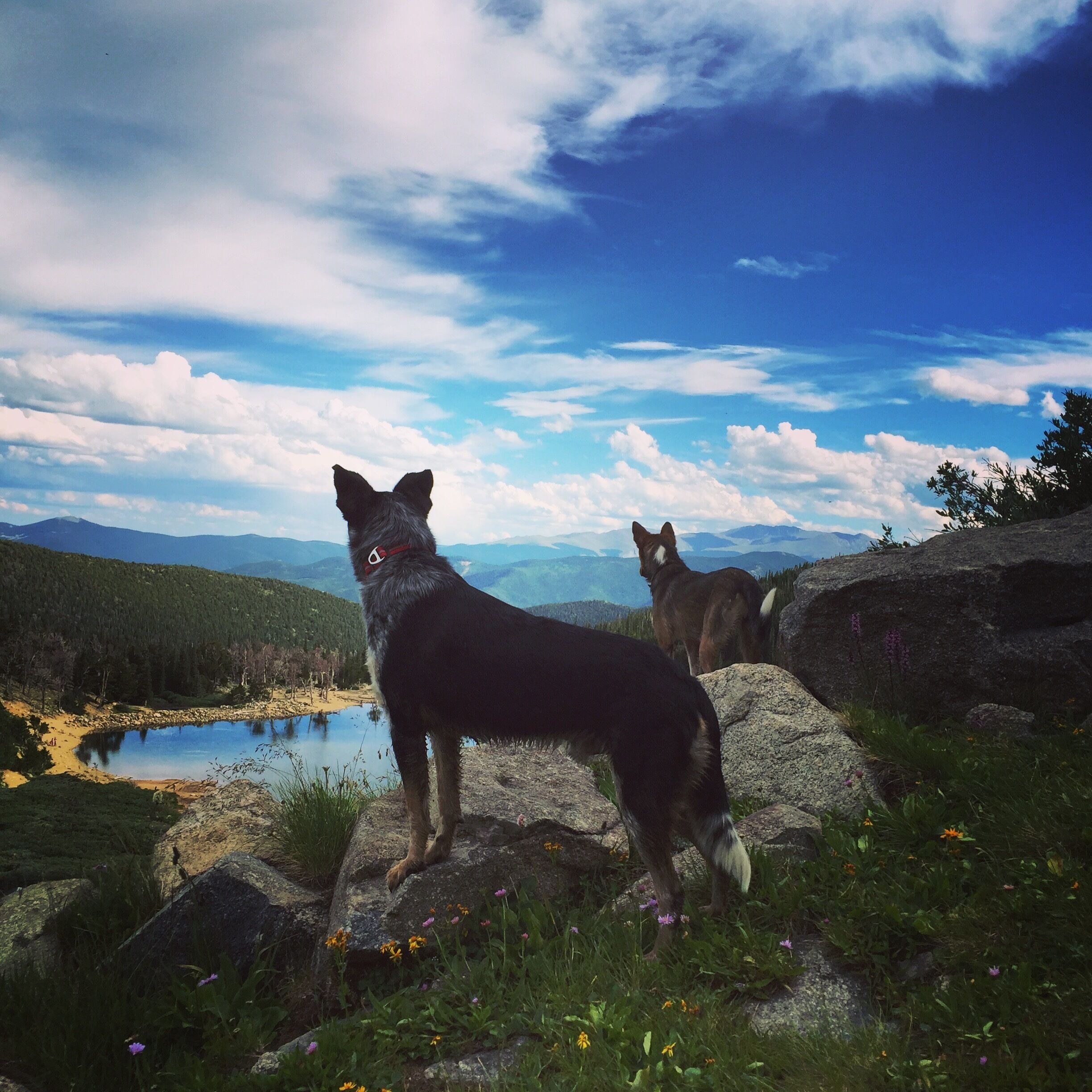#hiking around with my heelers ... Best hiking buddies around! 