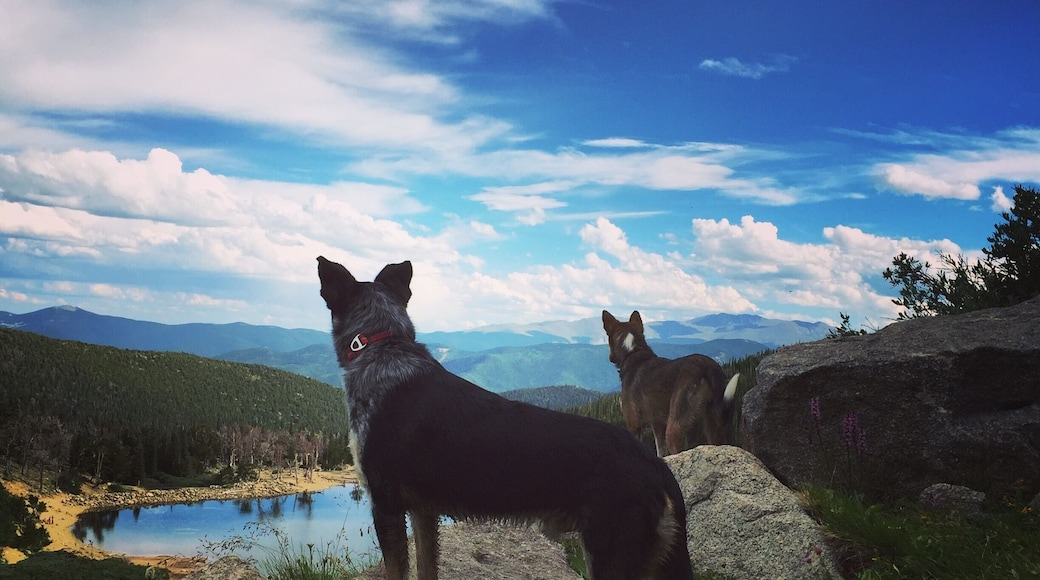 #hiking around with my heelers ... Best hiking buddies around!