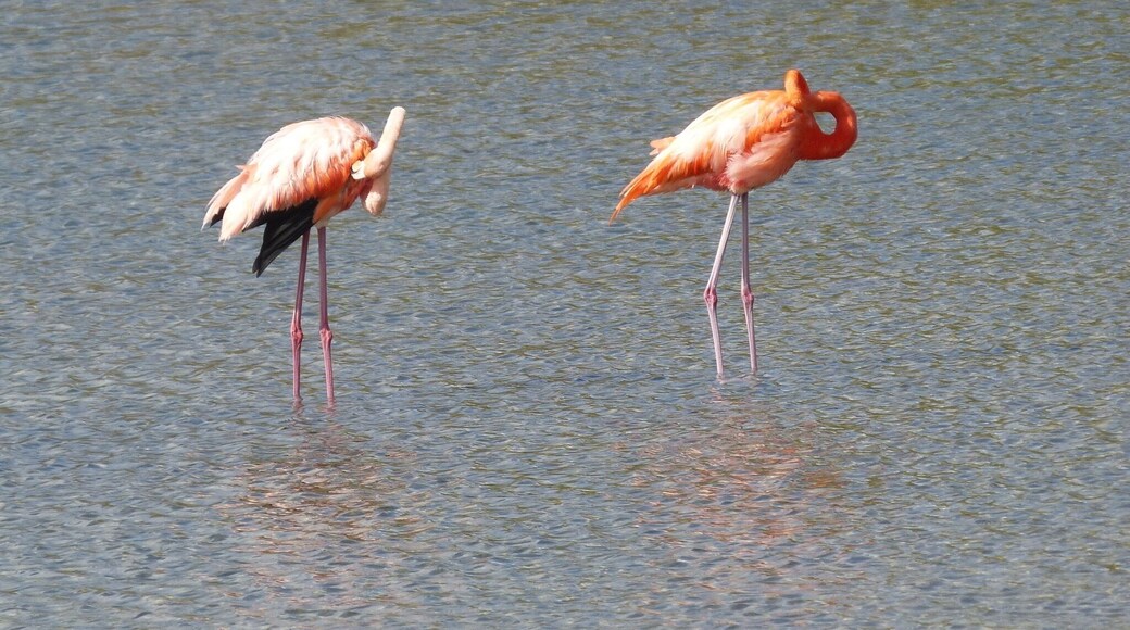 Love flamingos - if they eat the wrong food they don't go this beautiful colour