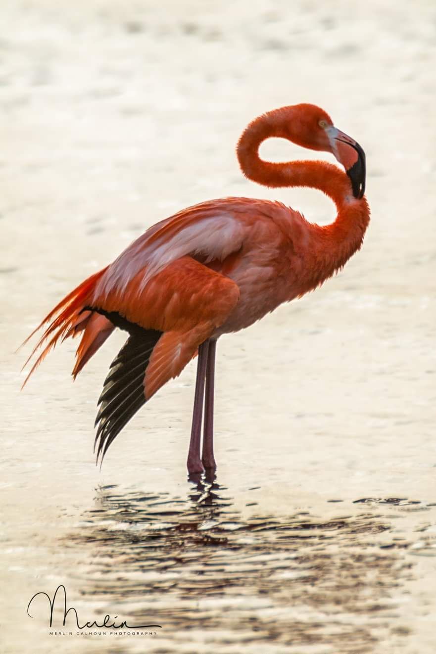 Flamingos of Lac Bay on Bonaire Island. Bonaire is a nesting site for a large number of pink flamingos. Lake Gotomeer and Lac bay are your best bet for seeing hundreds if not thousands of these beautiful birds. 