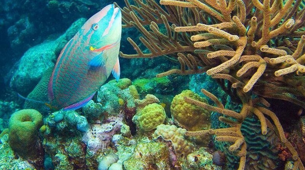 クラレンダイク