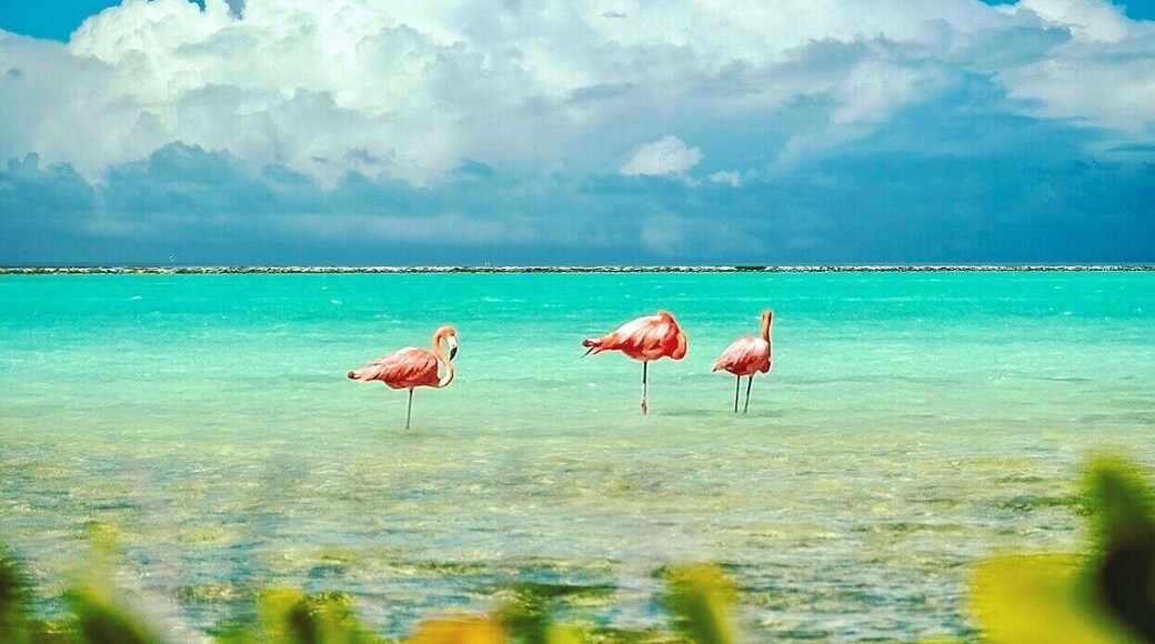 Flamingos in their natural habitat on Bonaire.