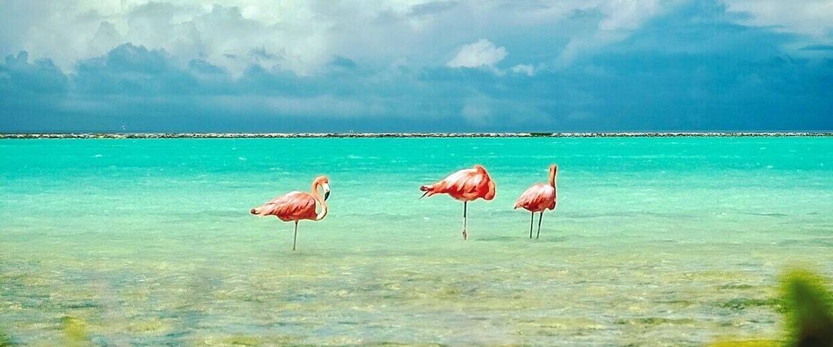 Flamingos in their natural habitat on Bonaire.