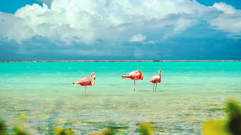 Flamingos in their natural habitat on Bonaire.