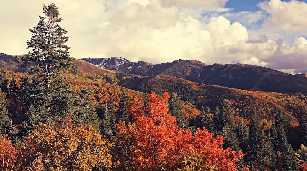 The fall colors in the mountain above Bountiful, Utah are worth exploring.