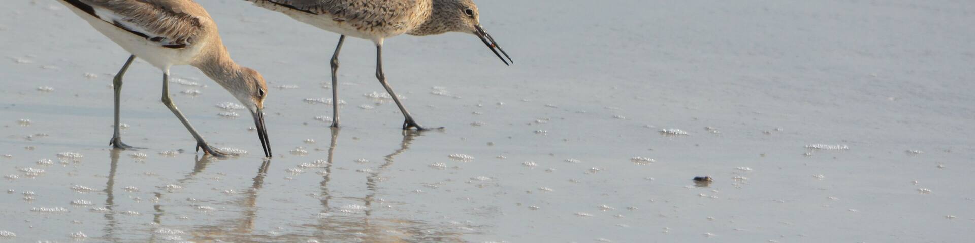 Willet (catoptrophorus semipalmatus) feeding on Indian Rocks beach in Florida, USA
