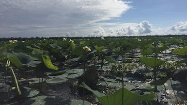 The swamps of Louisiana are beautiful! We spent the morning enchanted by the amazing views from an airboat. We scheduled our tour through the visitor center at Houma, LA.